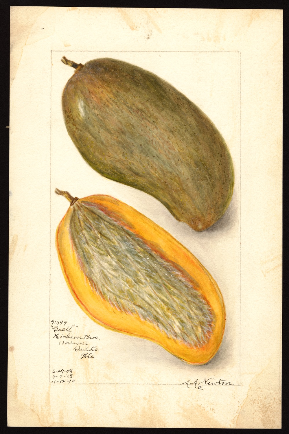 Amanda Almira Newton mango 1910 fonte U S Department of Agriculture Pomological Watercolor Collection Rare and Special Collections